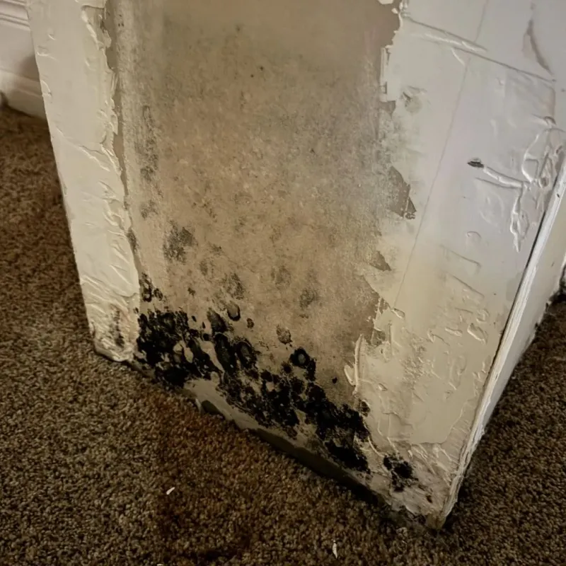Professional Mold Removal in Five Points, OH